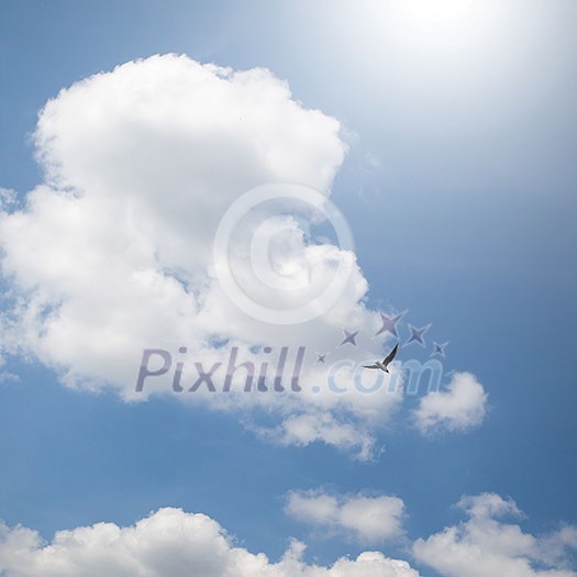 bird in flight and dramatic clouds in blue sky with clouds bird in flight and dramatic clouds in blue sky with clouds