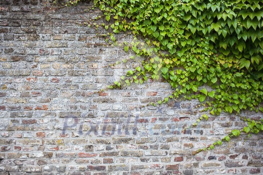 old brick wall with green ivy leaves