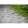 old brick wall with green ivy leaves