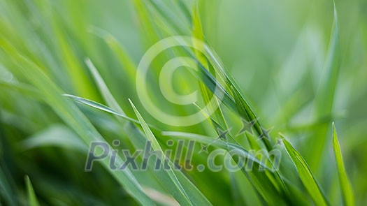 green grass background, natural image without any postproduction, soft focus