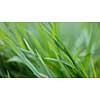 green grass background, natural image without any postproduction, soft focus