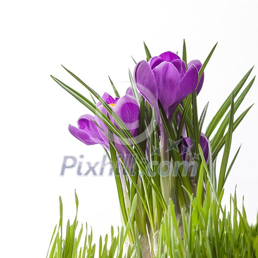 crocus bouquet with green grass isolated on white background