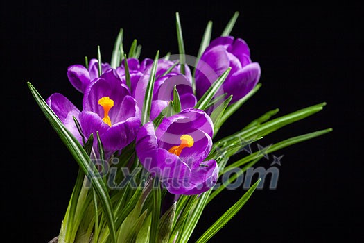 crocus bouquet isolated on black