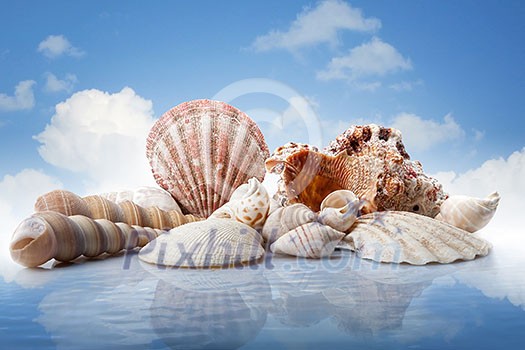 sea shells in water against blue sky sea shells in water against blue sky