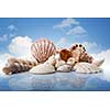 sea shells in water against blue sky