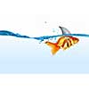 Little goldfish in water wearing shark fin to scare predators