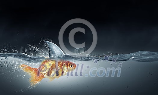 Little goldfish in water wearing shark fin to scare predators