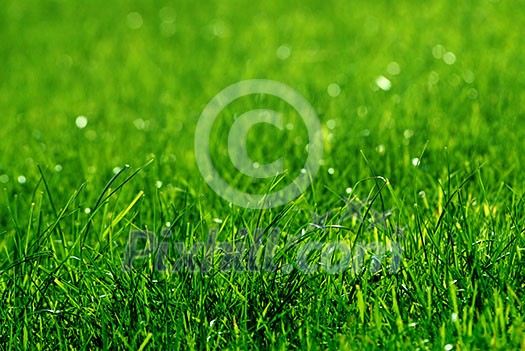 green grass background green grass background
