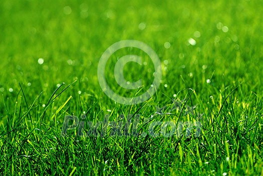 green grass background