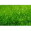 green grass background