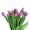 close-up pink tulips isolated on white