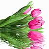 close-up pink tulips with water reflection isolated on white
