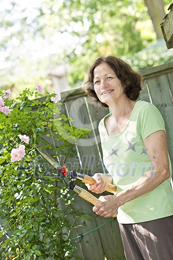 Happy senior woman gardening and pruning rose bush with clippers Happy senior woman gardening and pruning rose bush with clippers