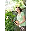 Happy senior woman gardening and pruning rose bush with clippers