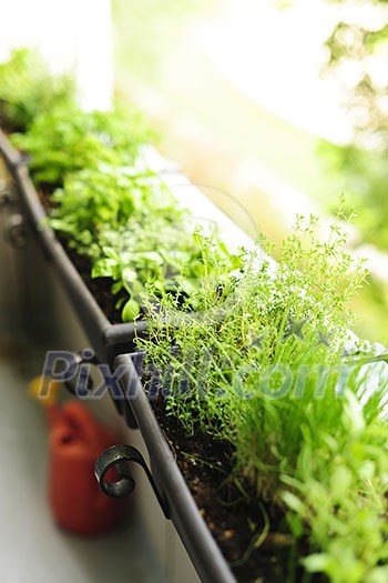 Fresh herbs growing in window boxes on bright balcony