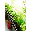 Fresh herbs growing in window boxes on bright balcony