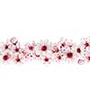 Border of beautiful cherry blossom flowers on white background