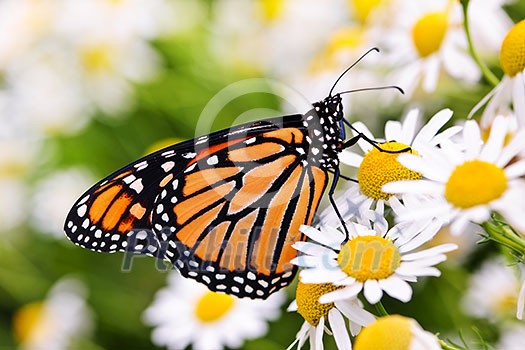 Colorful monarch butterfly sitting on chamomile flowers