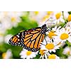 Colorful monarch butterfly sitting on chamomile flowers