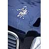 Closeup of bird droppings on car hood