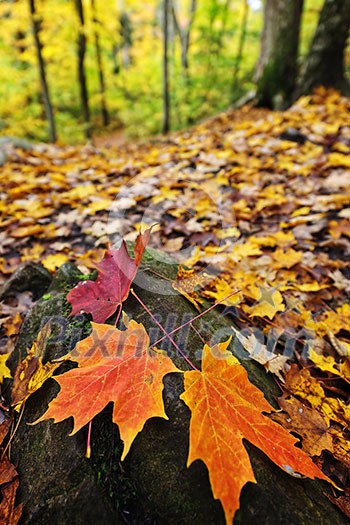 Closeup of colorful fall maple leaves on forest floor Closeup of colorful fall maple leaves on forest floor