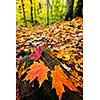 Closeup of colorful fall maple leaves on forest floor