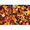 Background of colorful autumn leaves on forest floor