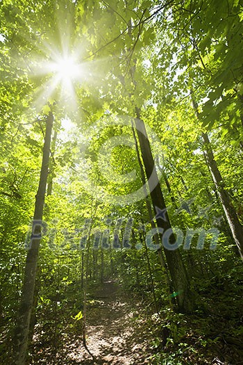 Sun shining through trees on forest path in wilderness