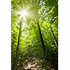 Sun shining through trees on forest path in wilderness
