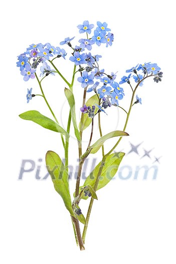 Arrangement of forget-me-not flowers with leaves isolated on white background Arrangement of forget-me-not flowers with leaves isolated on white background