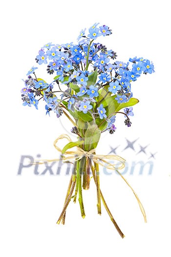 Bouquet of blue wild forget-me-not flowers tied with bow isolated on white Bouquet of blue wild forget-me-not flowers tied with bow isolated on white