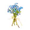 Bouquet of blue wild forget-me-not flowers tied with bow isolated on white