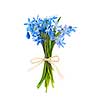Bouquet of early blue spring flowers wood squill isolated on white background