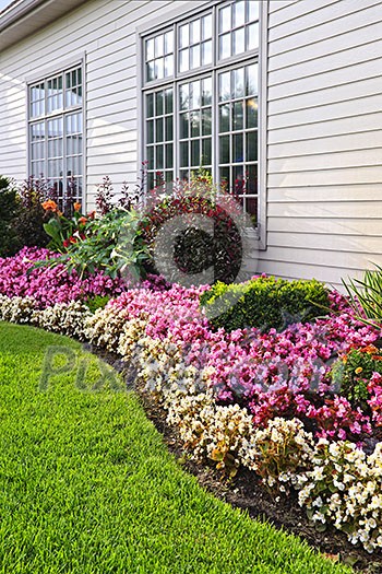 Flowerbed of colorful flowers against wall with windows Flowerbed of colorful flowers against wall with windows