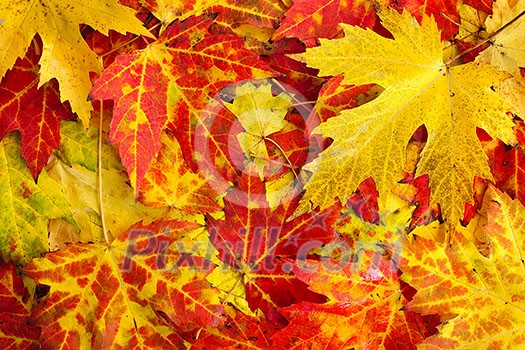 Autumn maple leaves as bright colorful background Autumn maple leaves as bright colorful background
