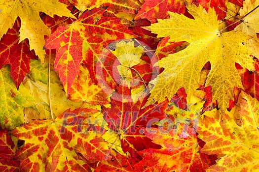 Autumn maple leaves as bright colorful background