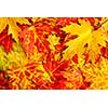 Autumn maple leaves as bright colorful background