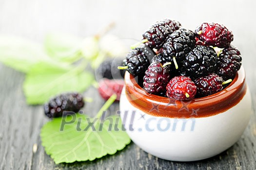 Ripe mulberry berries in a bowl, freshly picked