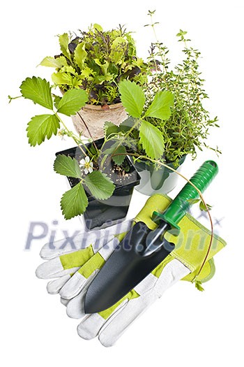 Plants and seedlings in pots with gardening tools isolated on white