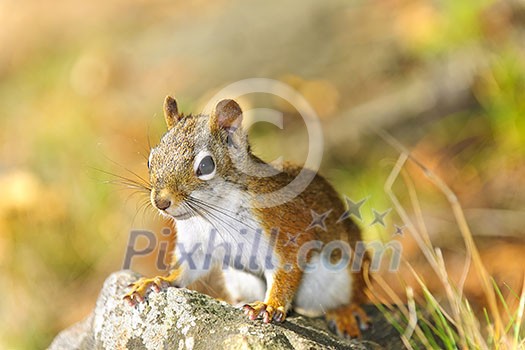 Closeup on cute red squirrel in the wild Closeup on cute red squirrel in the wild