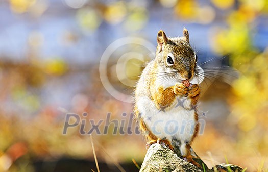Cute red squirrel eating nut sitting on rock Cute red squirrel eating nut sitting on rock