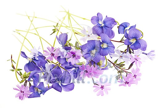 Purple violets and moss pink spring flowers arrangement isolated on white background Purple violets and moss pink spring flowers arrangement isolated on white background