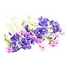 Purple violets and moss pink spring flowers arrangement isolated on white background