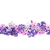 Arrangement of purple violets and moss pink flowers isolated on white background