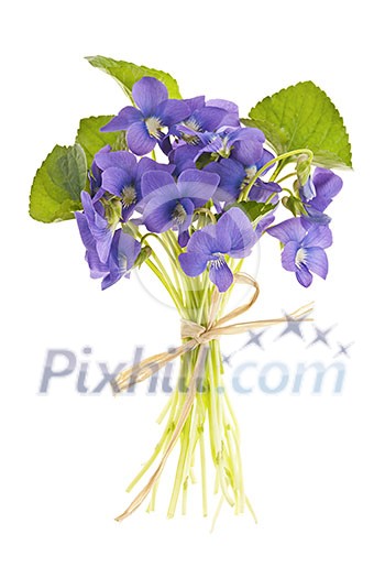 Bouquet of purple wild violets tied with bow isolated on white