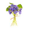 Bouquet of purple wild violets tied with bow isolated on white