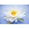 White lotus flower or water lily floating