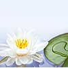 White lotus flower or water lily floating with copy space