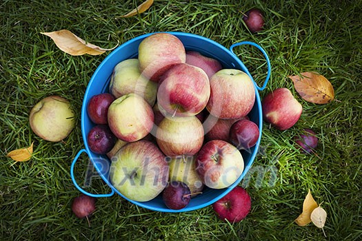 Fresh organic apples in blue pail on green grass from above