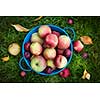 Fresh organic apples in blue pail on green grass from above